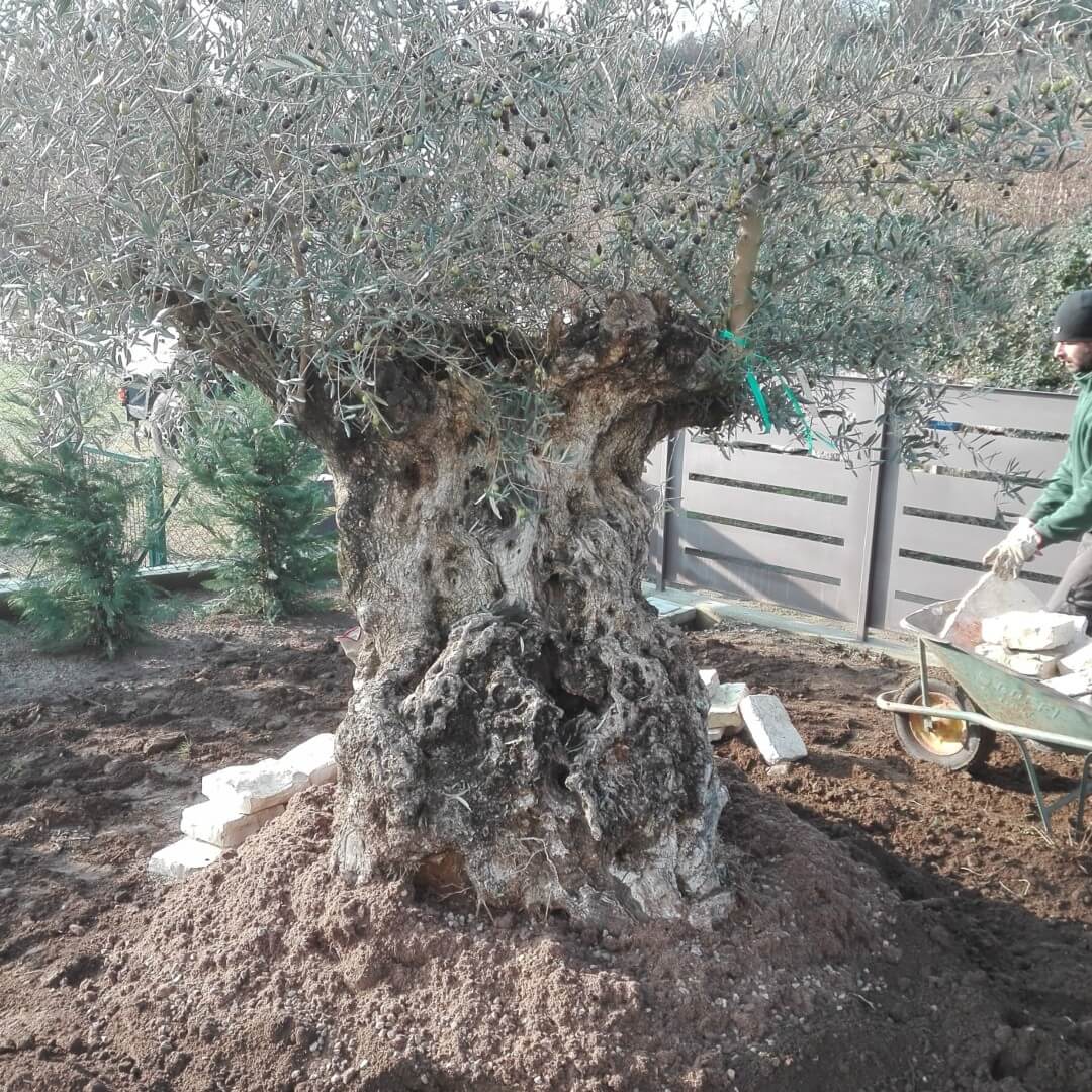 Andrea Carminato - Realizzazione e manutenzione giardini