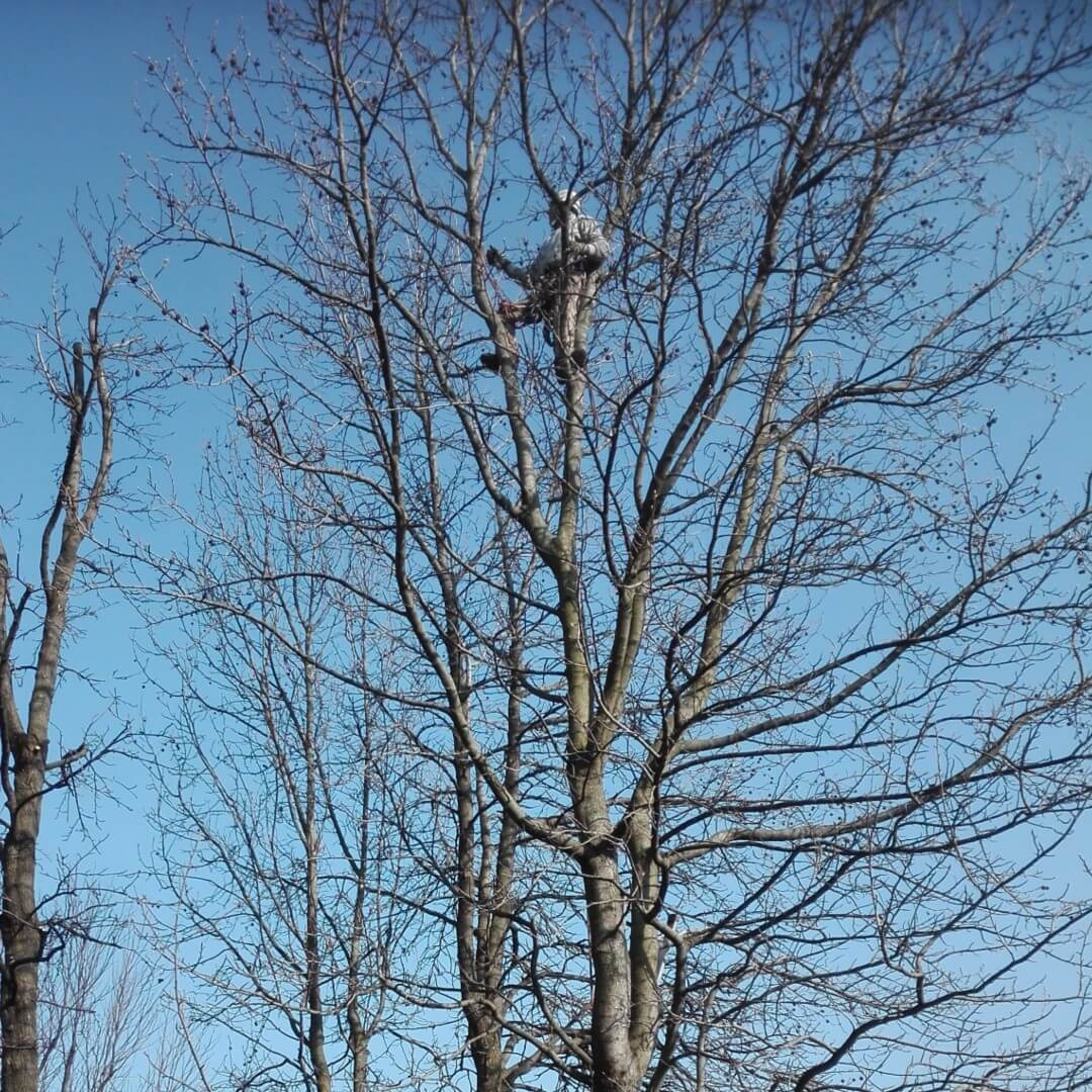Andrea Carminato - Potature in Tree-Climbing