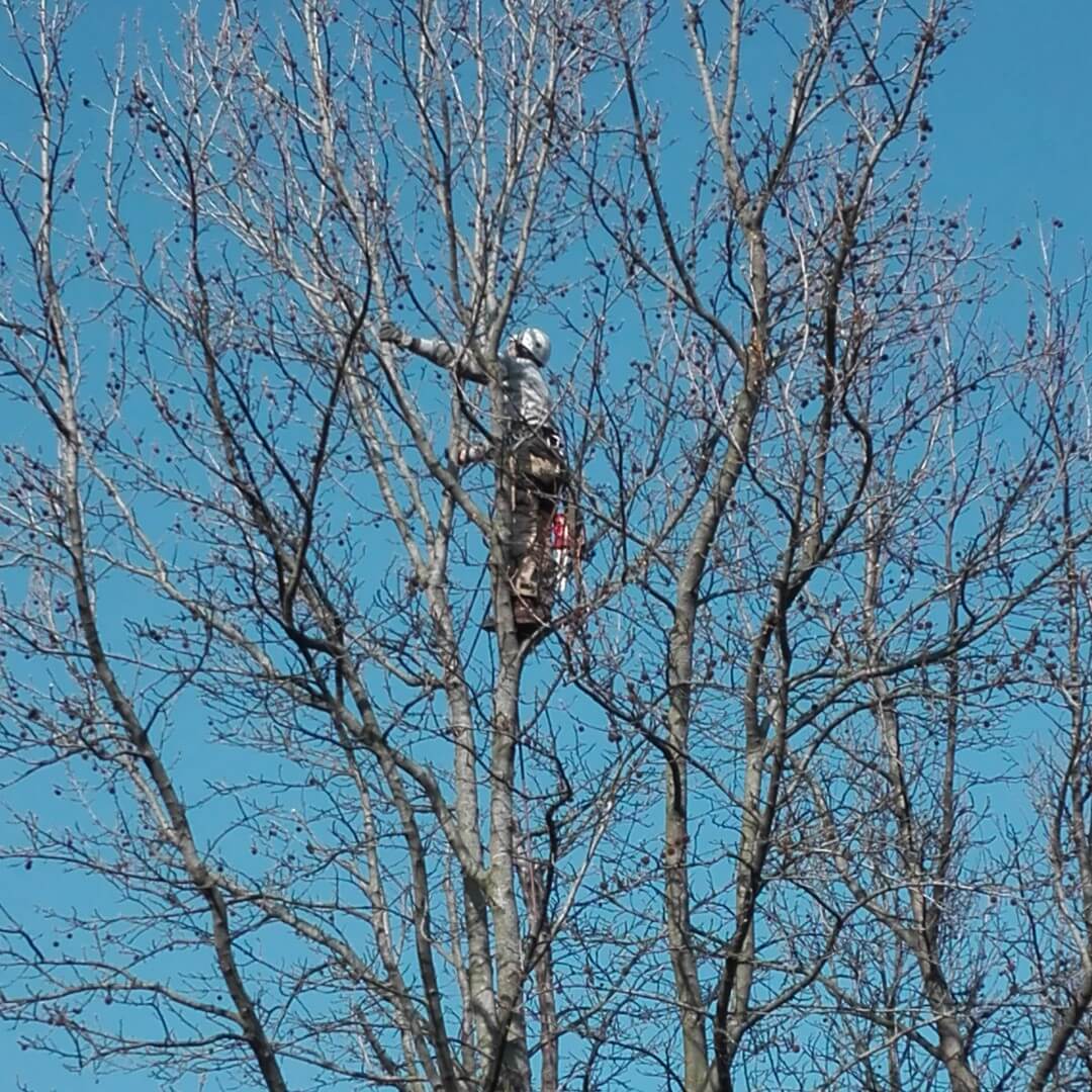 Andrea Carminato - Potature in Tree-Climbing